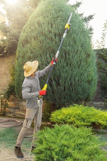 Best Tree Fertilization  in USA